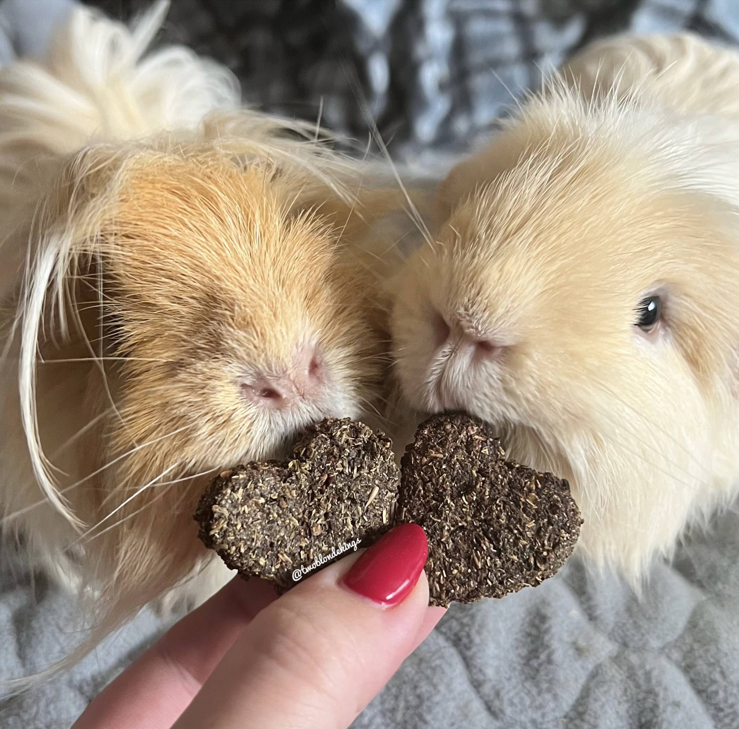 Nibbley Bit Cookies in Heart-Beets and Bloom Bites shapes for rabbits and guinea pigs.