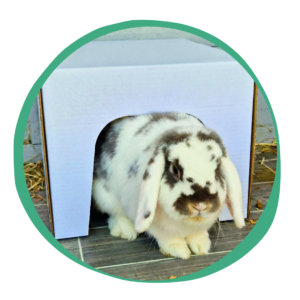 Hidey Houses