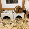 A hamster sitting on a cardboard hidey house from Pillow Wad