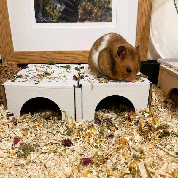 A hamster sitting on a cardboard hidey house from Pillow Wad