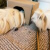 Two guinea pigs with a Pillow Wad Hidey House