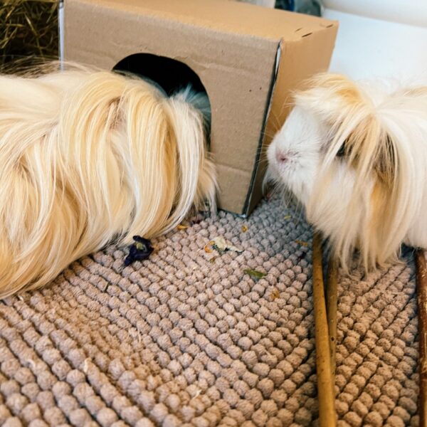 Two guinea pigs with a Pillow Wad Hidey House