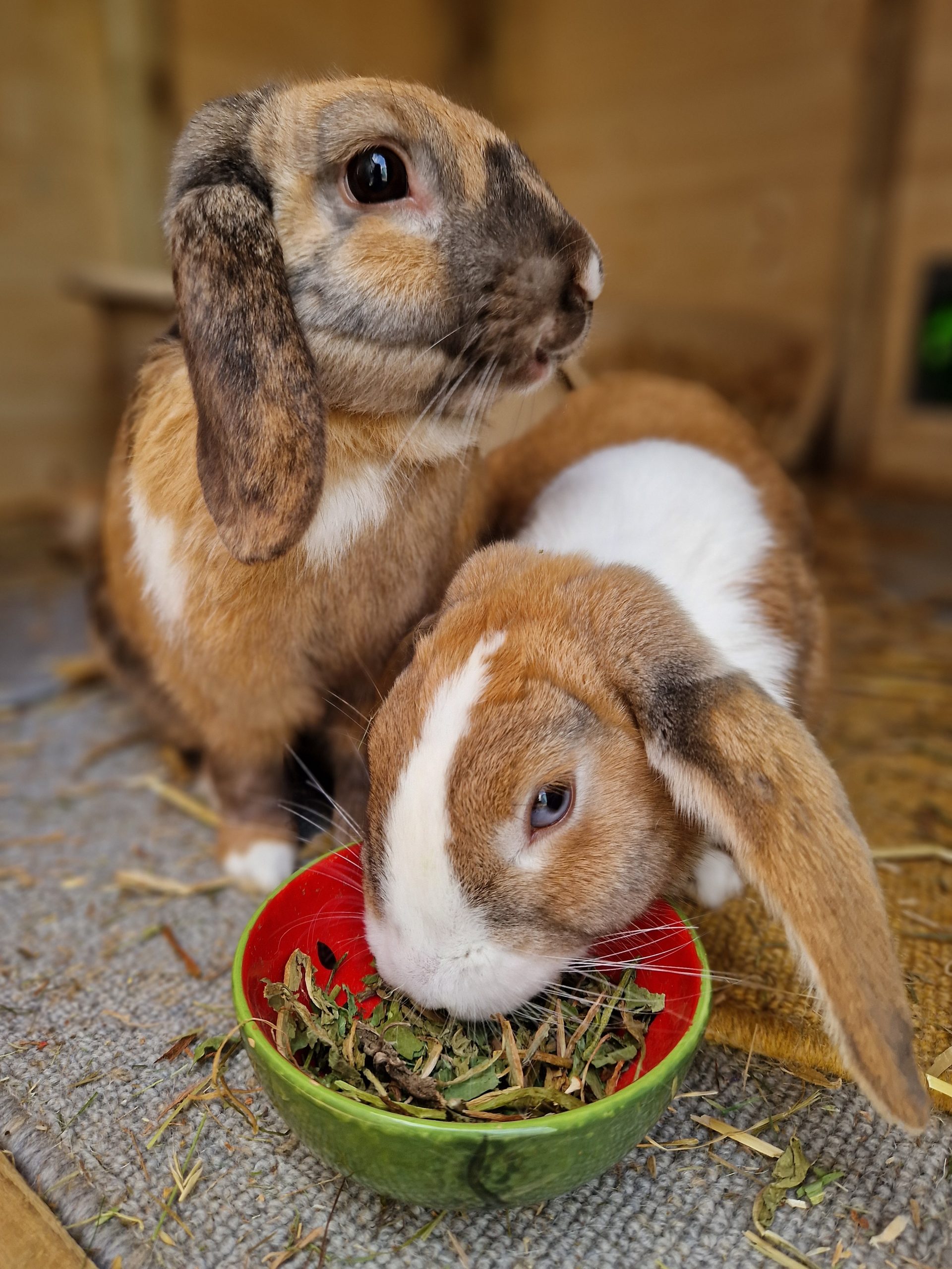 Whole Dandelion Pet Treats