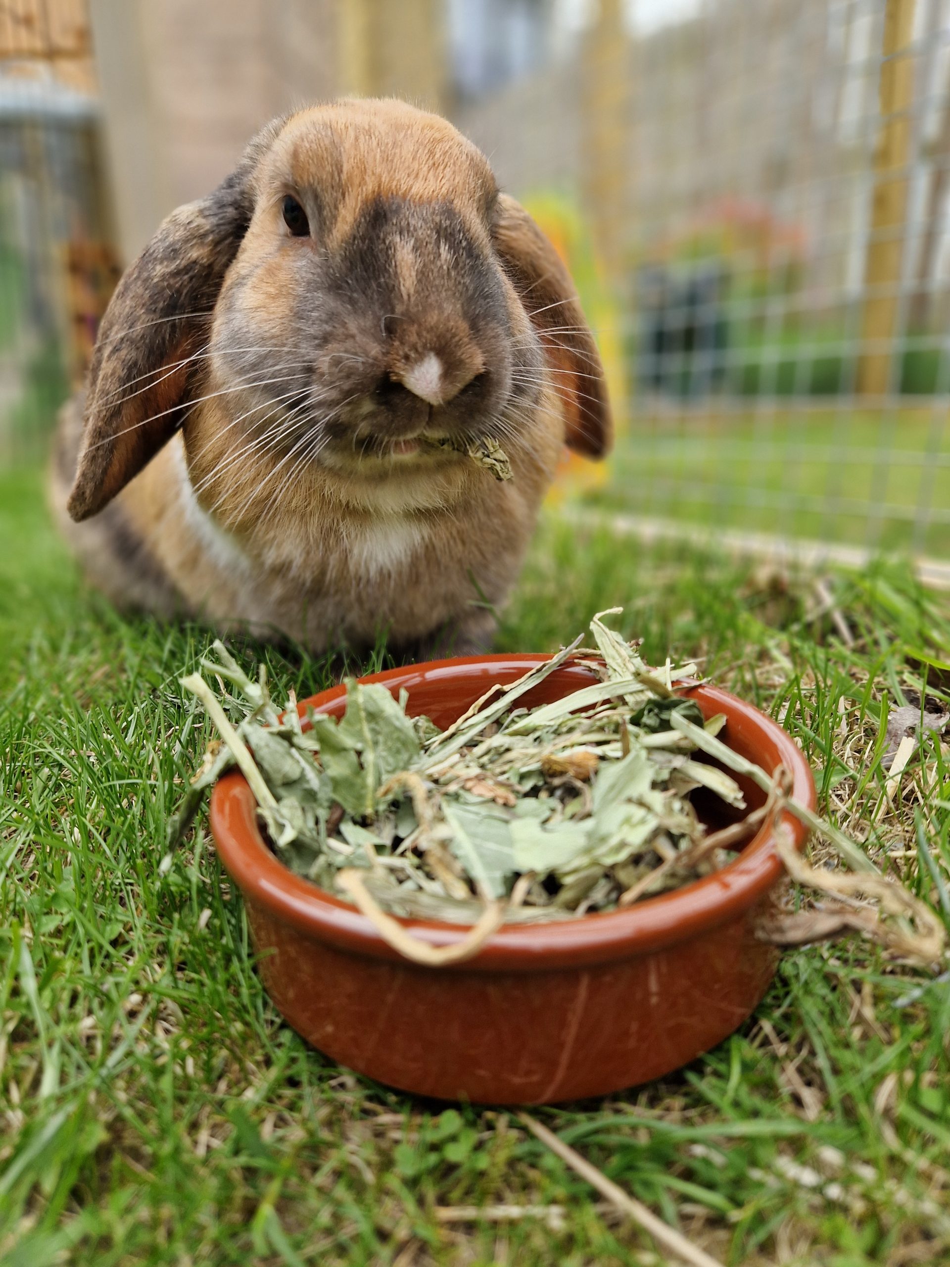 Whole Dandelion Pet Treats