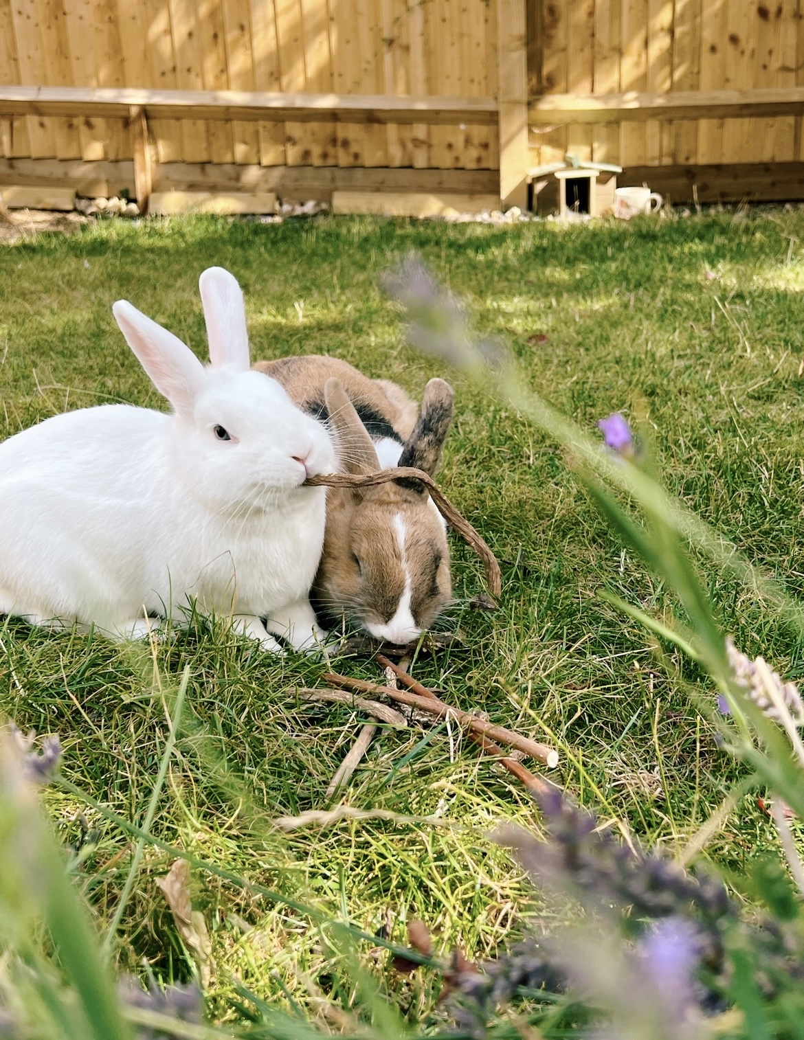 Willow Sticks Chew Toys for Small Pets