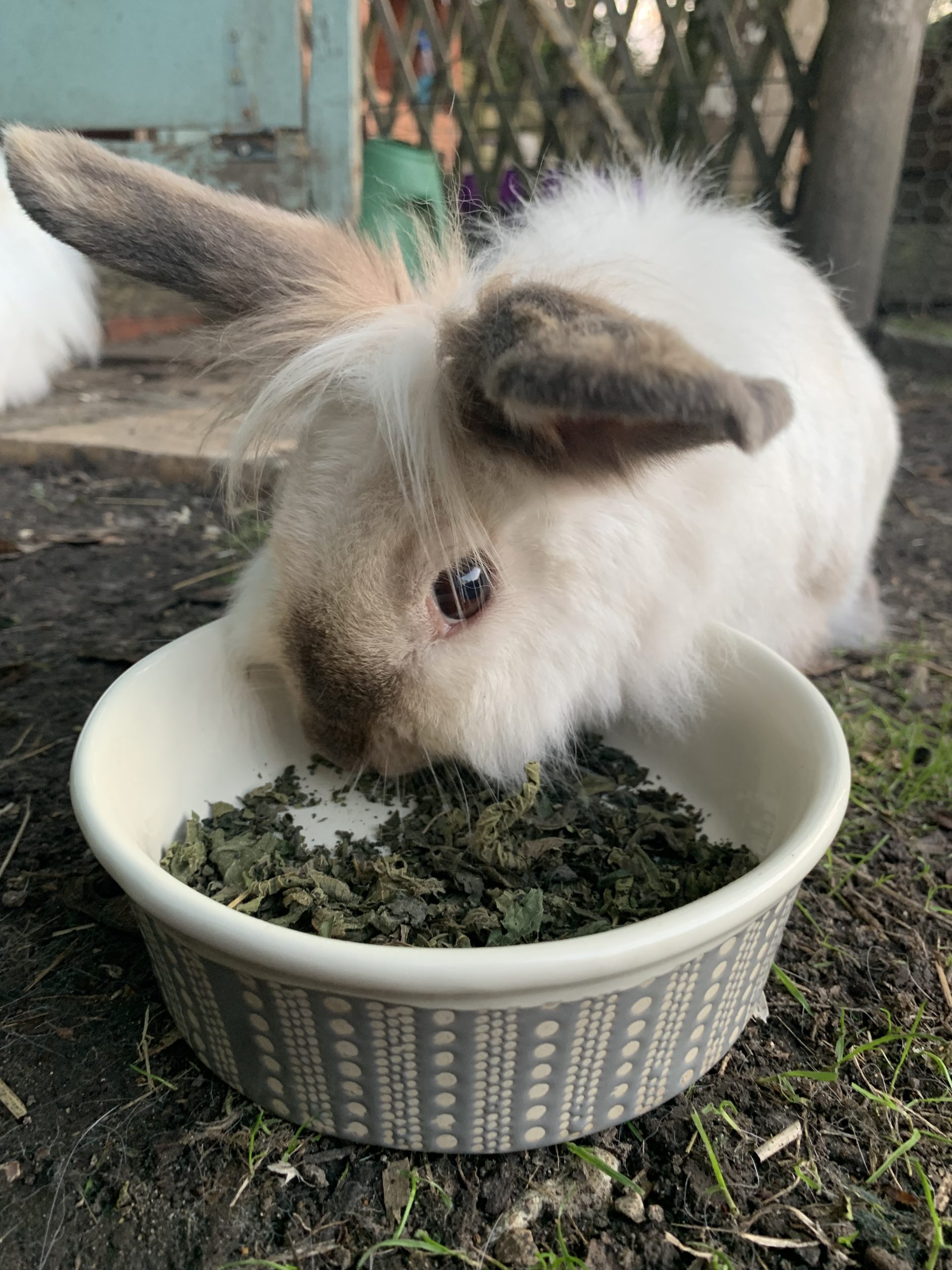 Whole Nettle Pet Treats