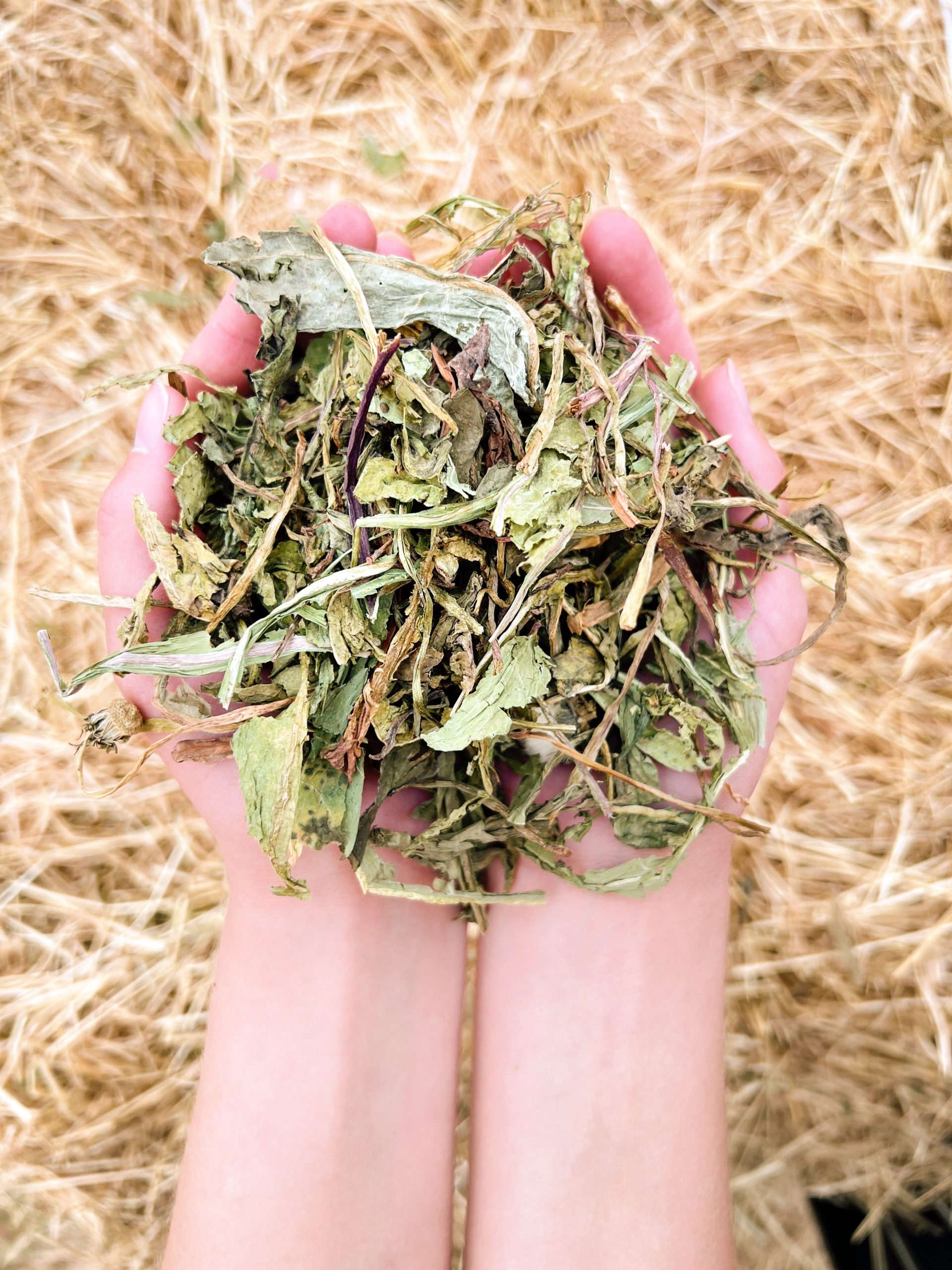 Whole Dandelion Pet Treats