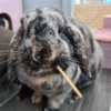 A lop-eared rabbit, chewing on a Willow Stick