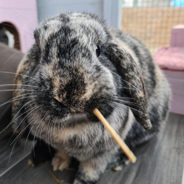 A lop-eared rabbit, chewing on a Willow Stick