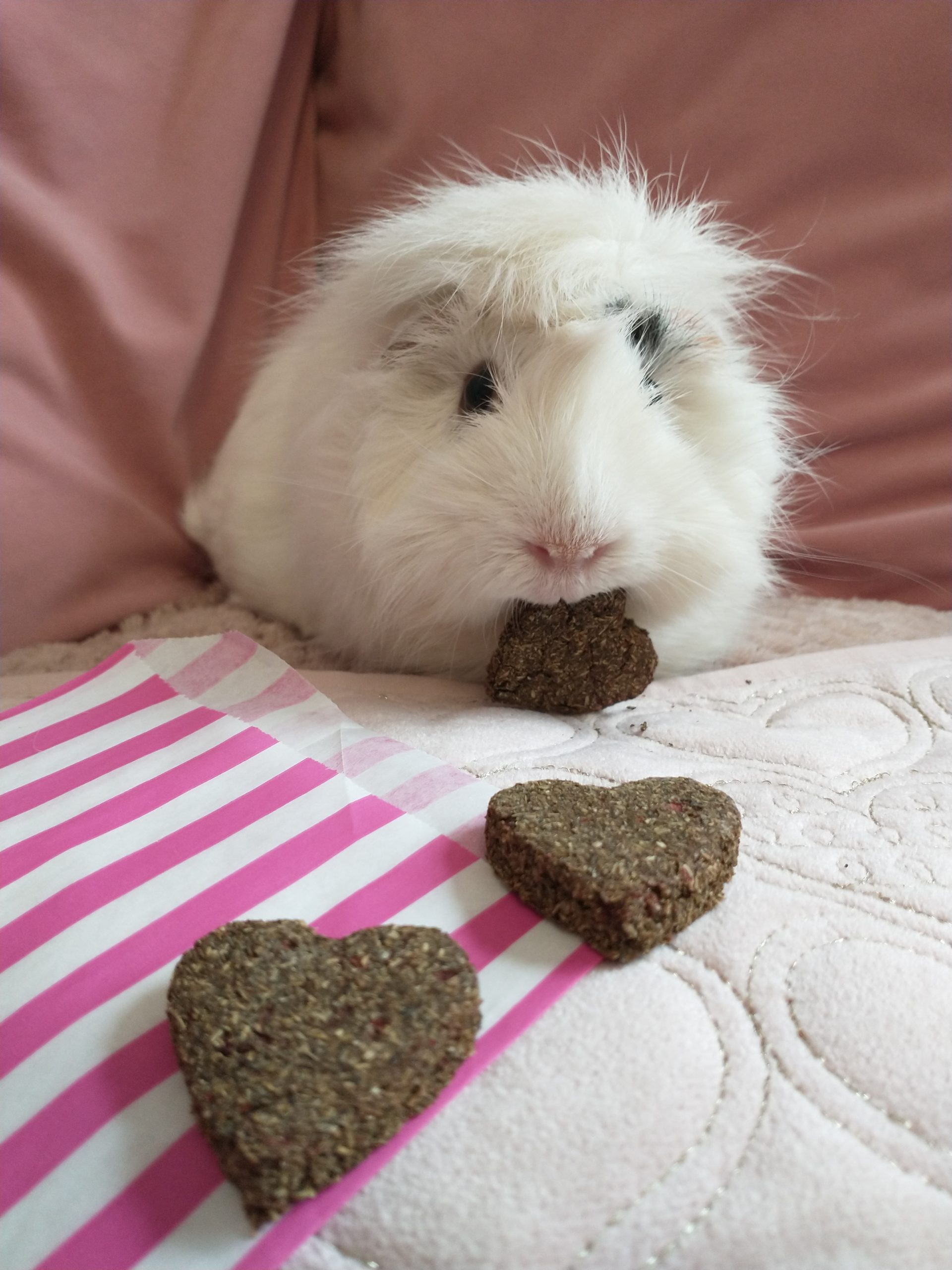 Nibbley Bit Cookies in Heart-Beets and Bloom Bites shapes for rabbits and guinea pigs.