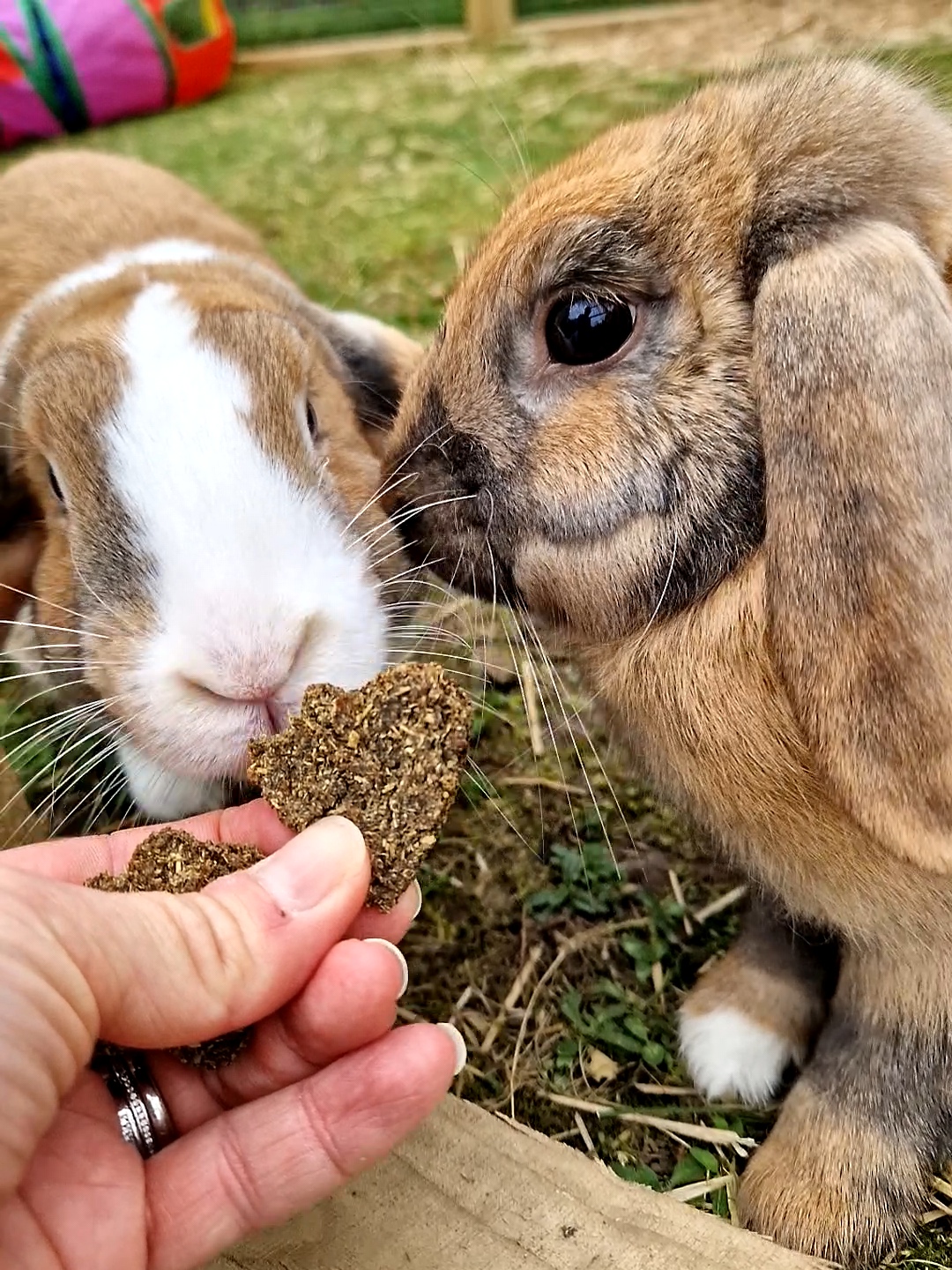 Nibbley Bit Cookies in Heart-Beets and Bloom Bites shapes for rabbits and guinea pigs.