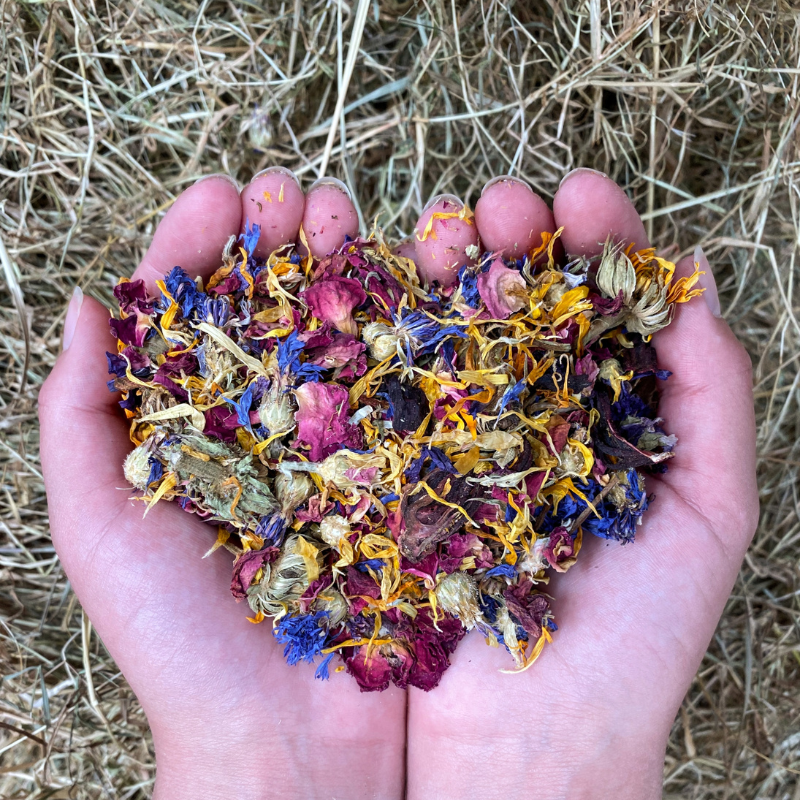 Vibrant Flower Forage mix with marigold, hibiscus, roses, and blue and pink cornflowers scattered over a pet's play area.