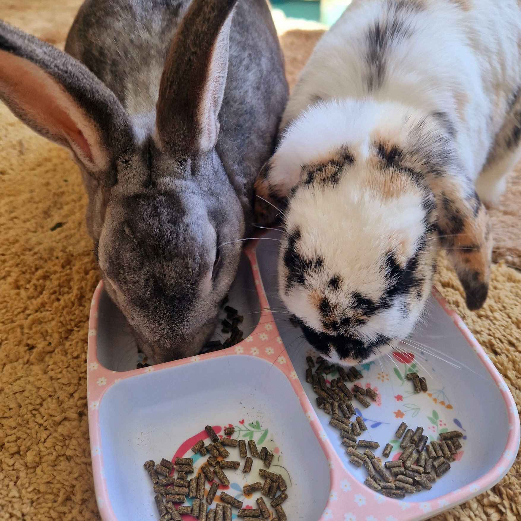 Pillow Wad Rabbit and Guinea Pig Pellets rich in fibre and essential vitamins