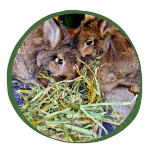 Limited Edition: Green Oat Hay