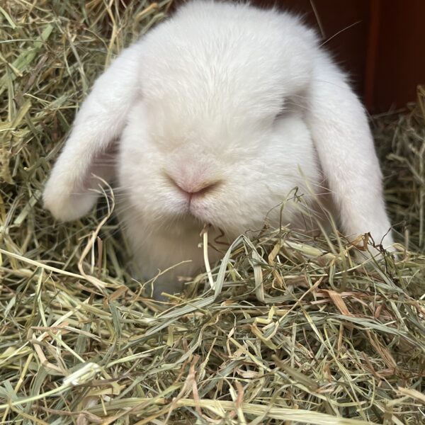 A rabbit sitting within a pile of Meadow Hay