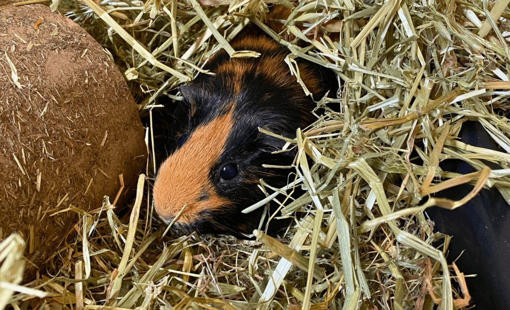 Pet Forage Ideas