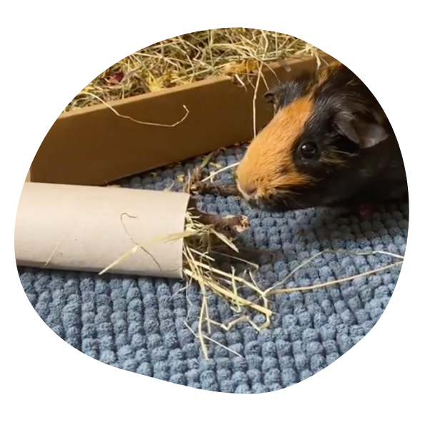 Toilet Roll Tube