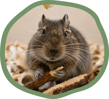 Degus