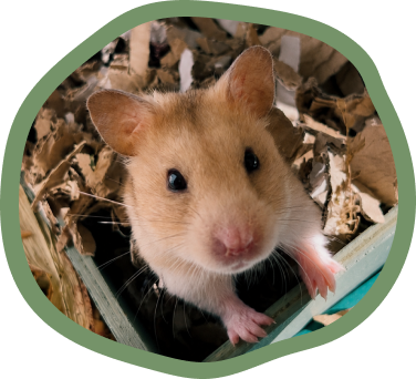 Hamsters