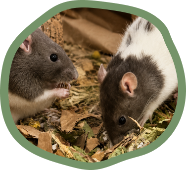 Mice & Rats