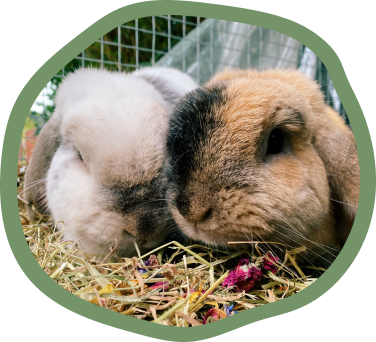 Rabbits