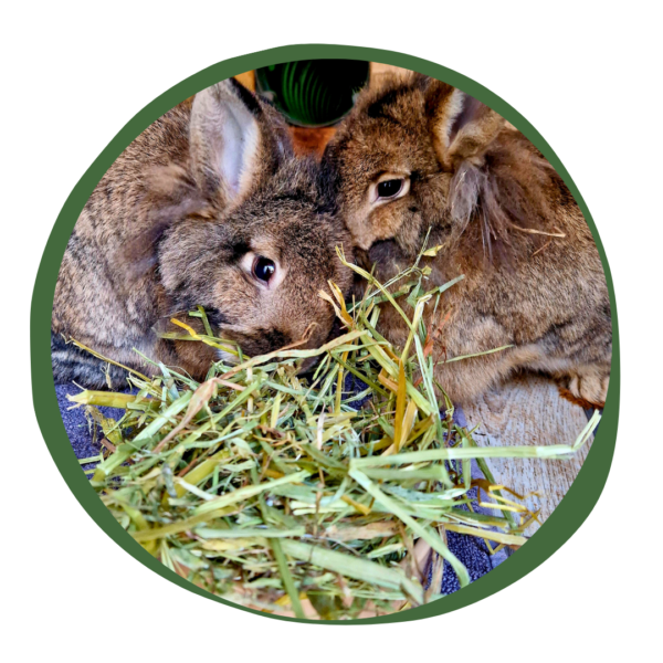 Green Oat Hay