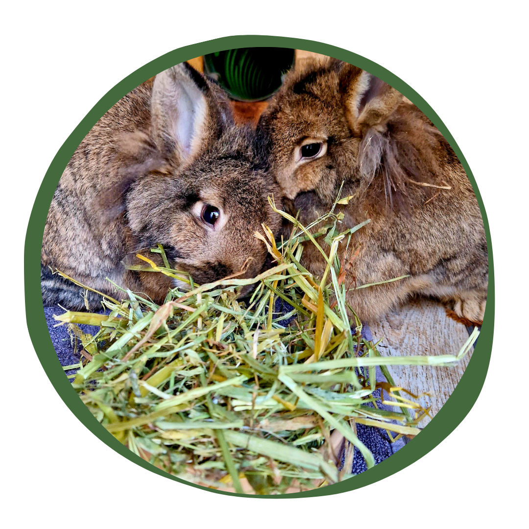 Green Oat Hay
