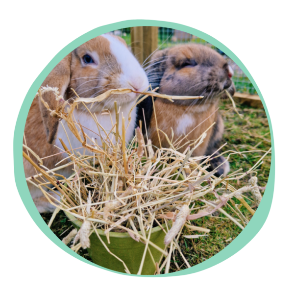 Timothy Forage Hay
