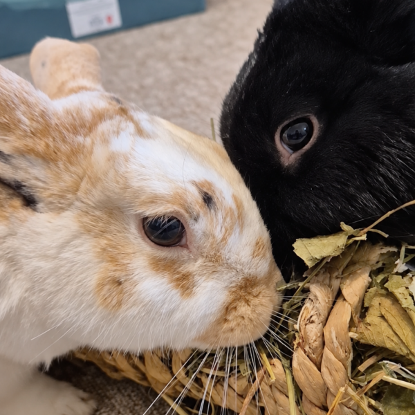 Two rabbits nibbling on some Pillow Wad Berry Leaves forage