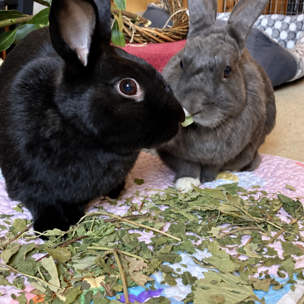 Two rabbits nibbling on some Pillow Wad Berry Leaves forage