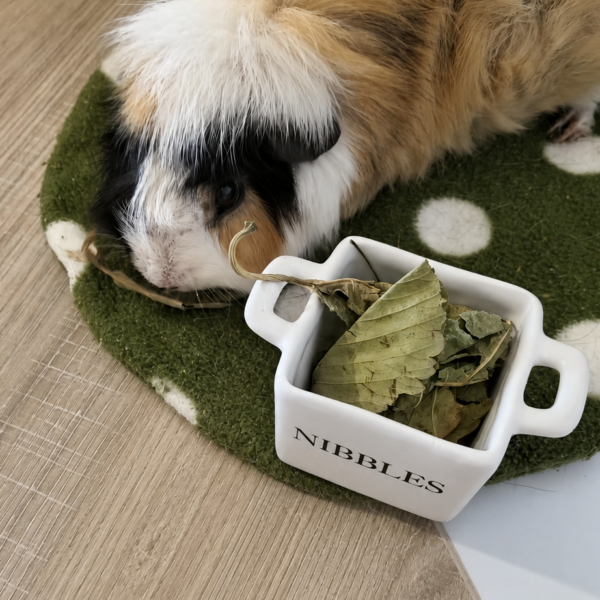 A guinea pig nibbling at Pillow Wad's Berry Leaves forage.