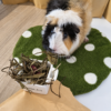 A guinea pig nibbling through Pillow Wad Cottage Garden small pet forage