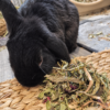 A black rabbit nibbling through Pillow Wad Cottage Garden small pet forage